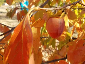 Saijo Persimmon