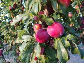 Santa Rosa Plum